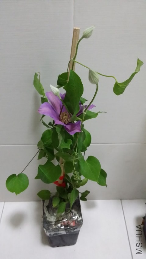 20140421_204704.jpg