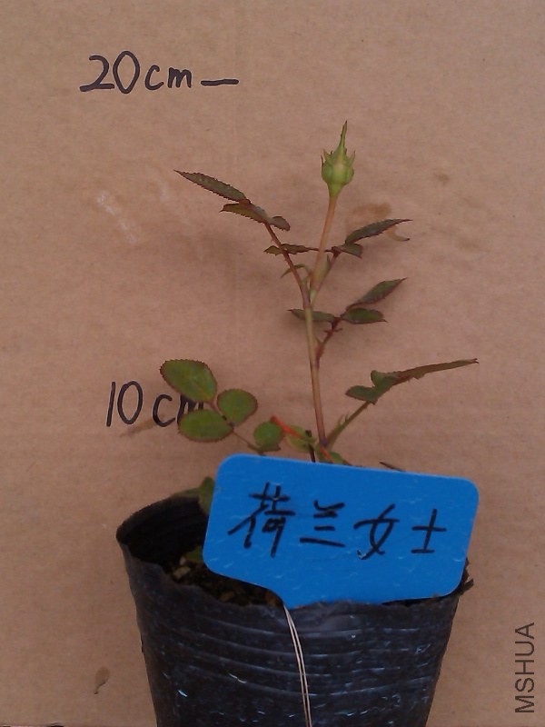 IMAG3705.jpg