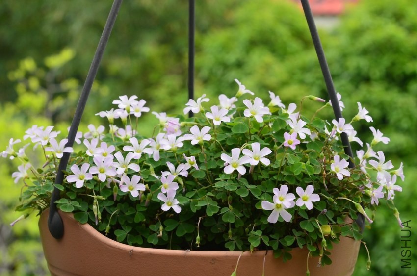 Oxalis incarnata 20140420 001.JPG