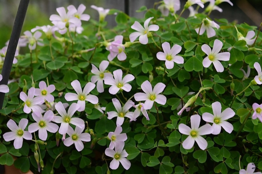 Oxalis incarnata 20140420 002.JPG
