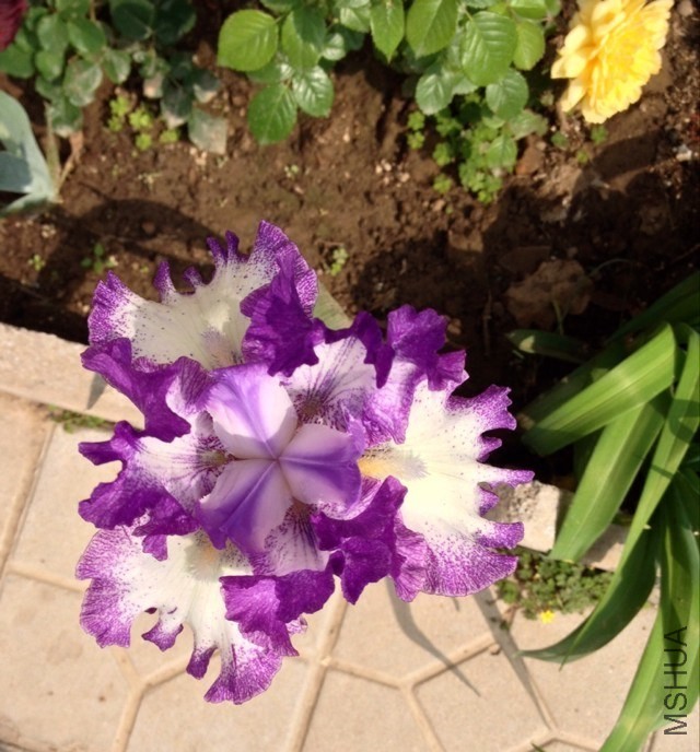 psb (94).jpg