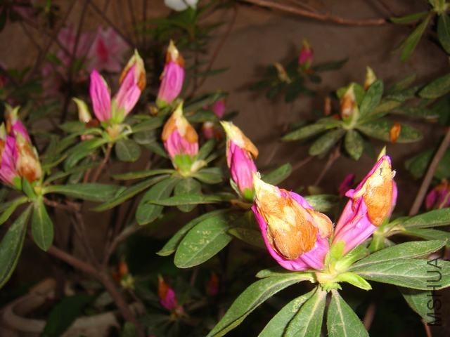 DSC02451.JPG