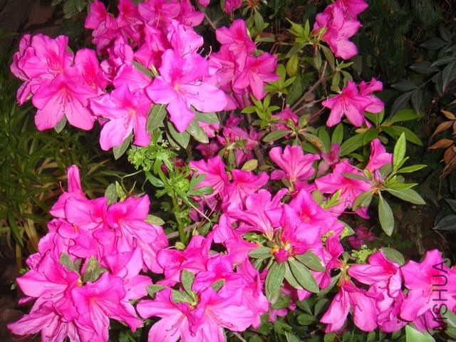 DSC02455.JPG