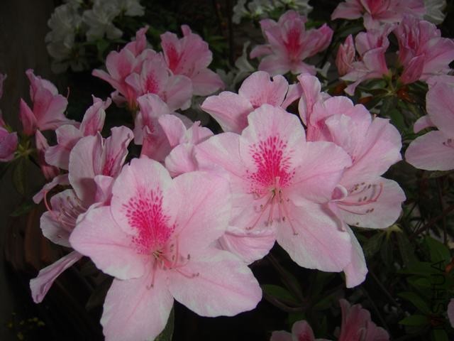 DSC02448.JPG
