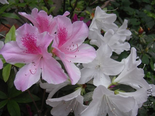 DSC02449.JPG