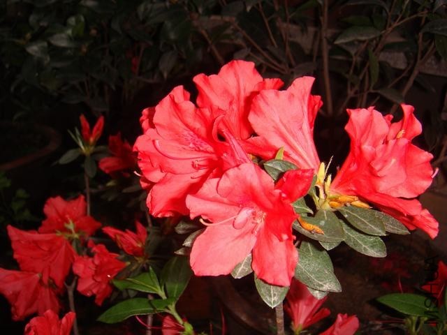 DSC02457.JPG