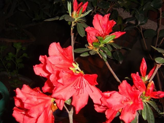 DSC02462.JPG