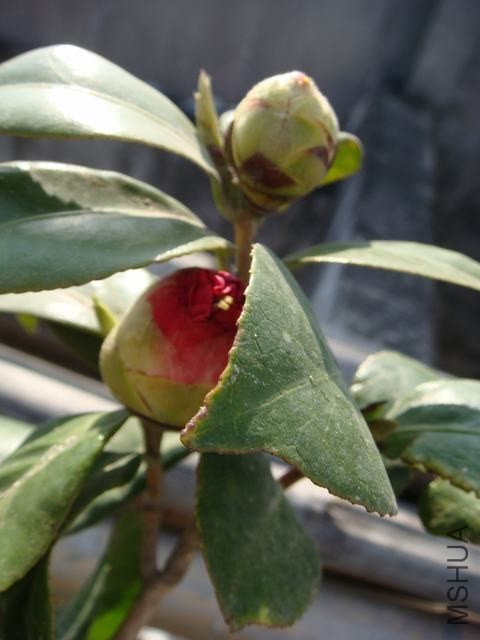 DSC01477.JPG