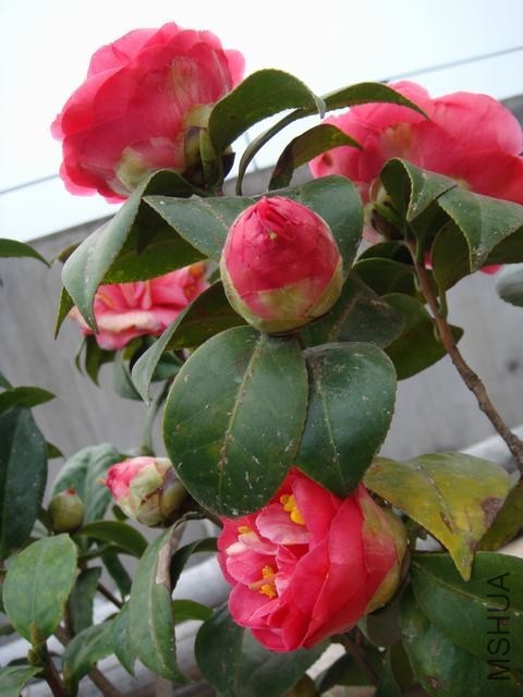 DSC01481.JPG