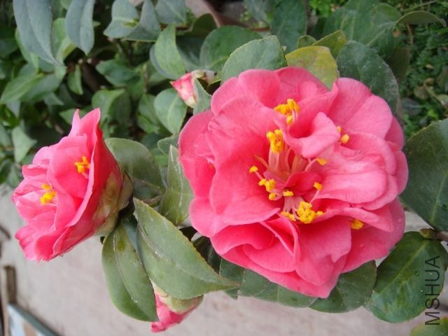 DSC01480.JPG