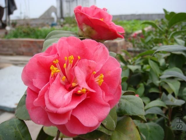 DSC01482.JPG