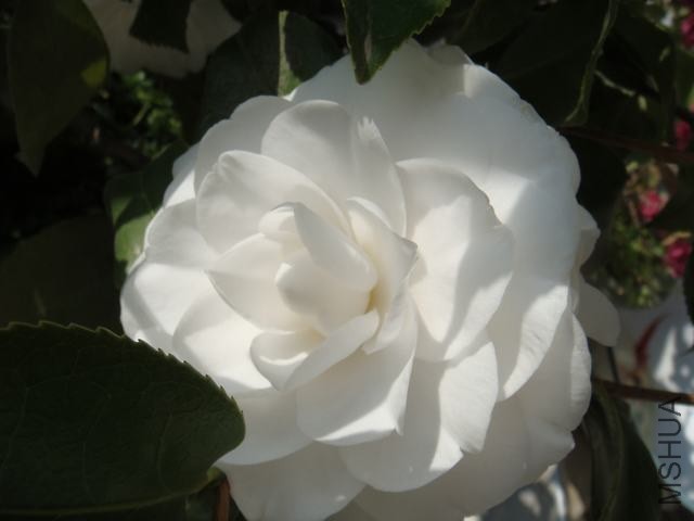 DSC01534.JPG