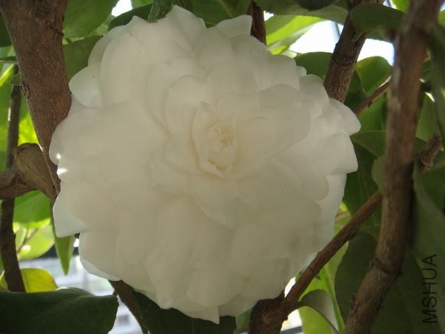 DSC01535.JPG