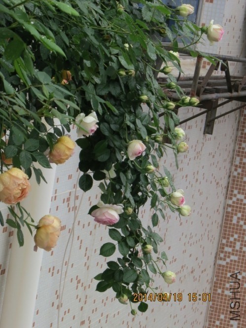QQͼƬ20140422195021.jpg