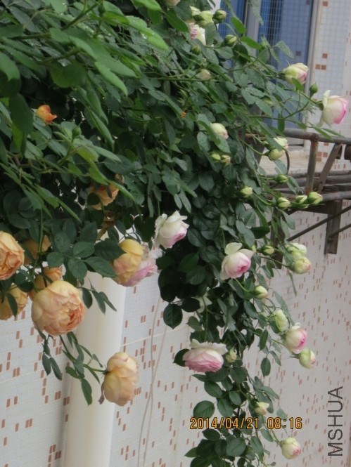 QQͼƬ20140422200715.jpg