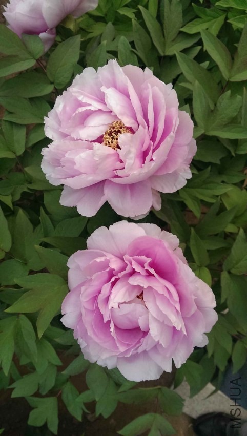 IMAG0411.jpg