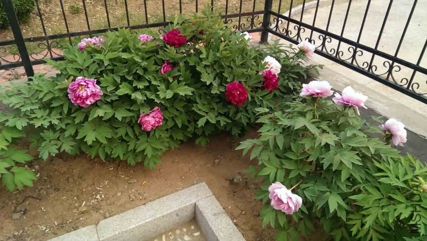 IMAG0414.jpg