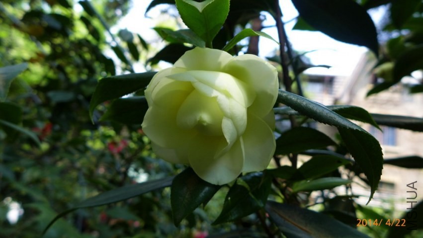 P1620350.jpg