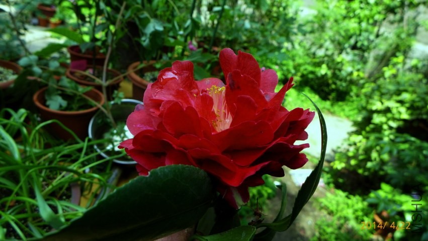 P1620647.jpg
