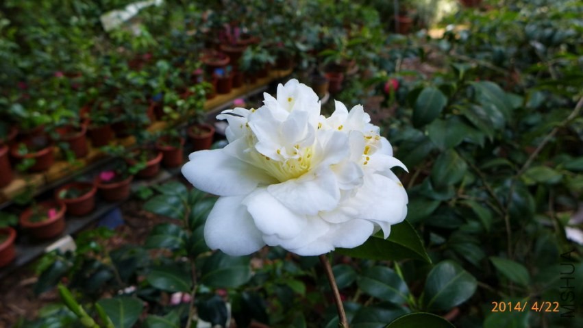 P1620731.jpg