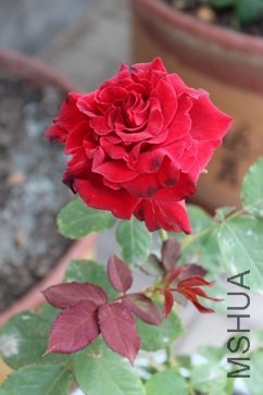 IMG_1130_����.jpg