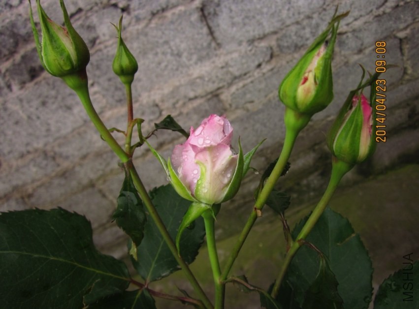 QQͼƬ20140423091057.jpg
