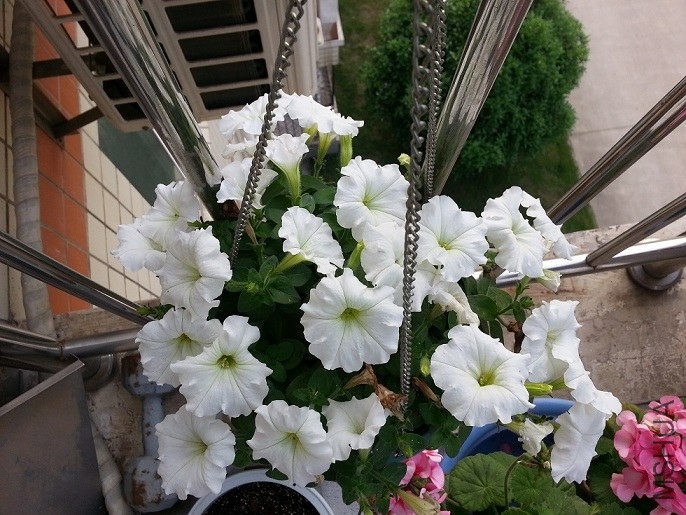 ���˸�����