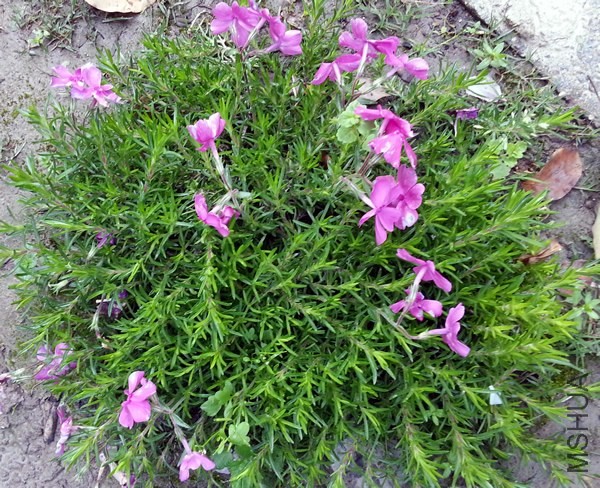 ������»��20140423.jpg