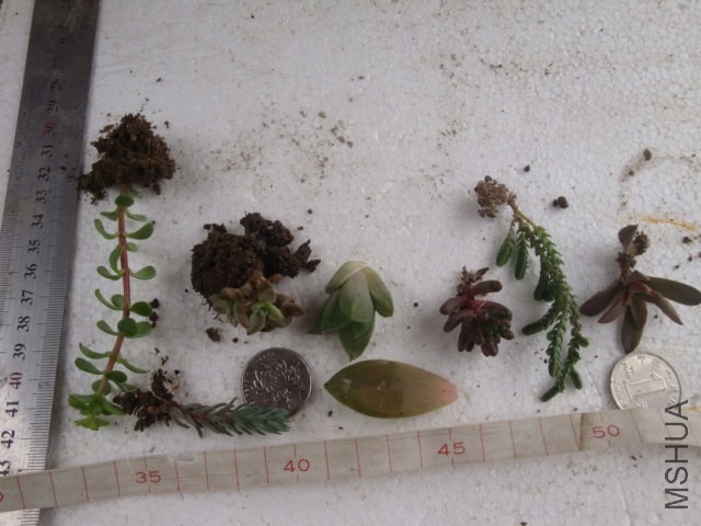 DSC05414.JPG