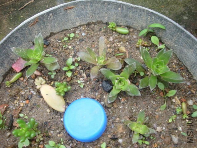 DSC05394.JPG