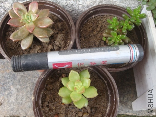 DSC05305.JPG