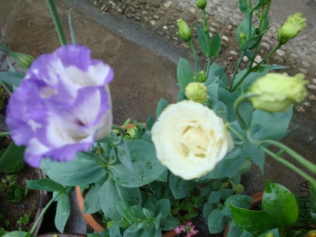 DSC04112.JPG