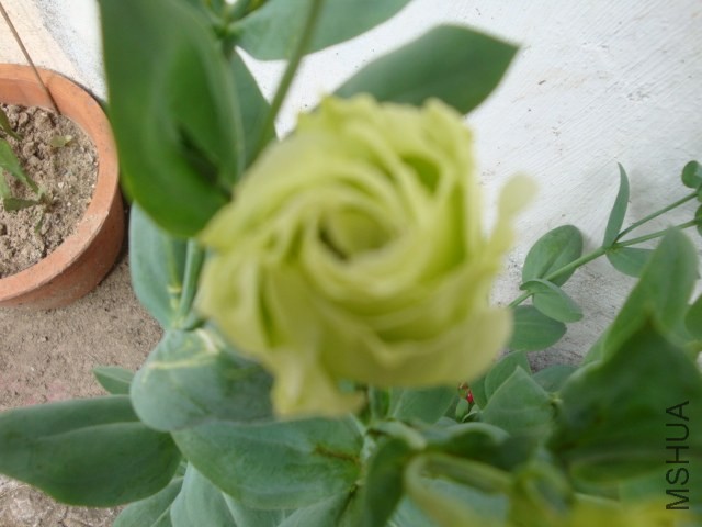 DSC04119.JPG