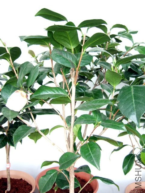 DSCF0472.jpg