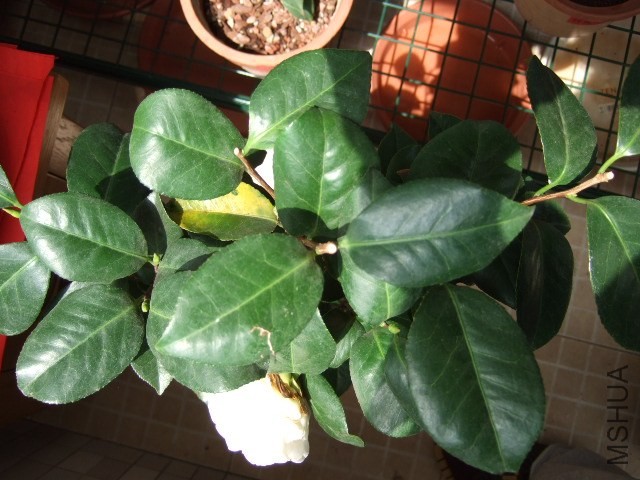 DSCF0416.JPG