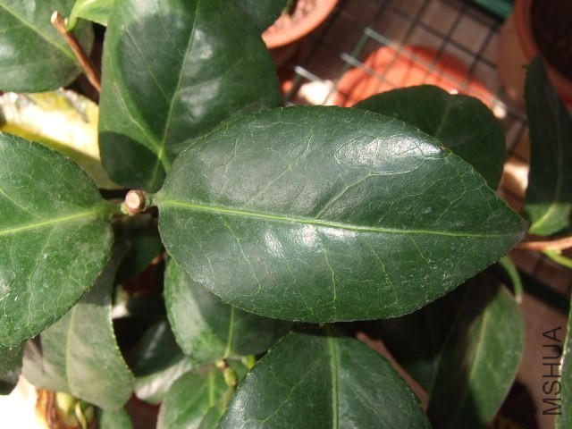 DSCF0422.JPG