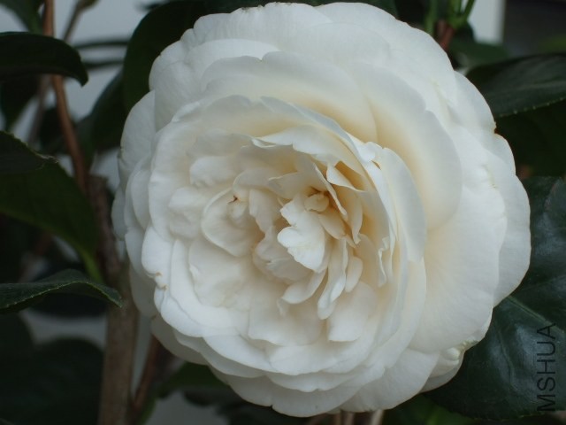 DSCF0415.JPG