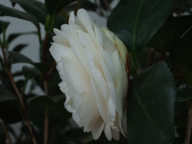 DSCF0412.JPG