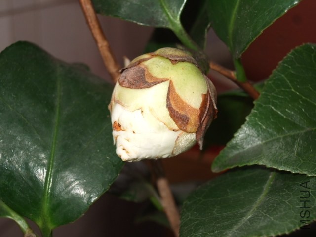 DSCF0428.JPG