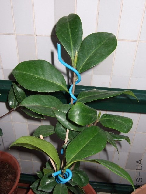 DSCF0443.jpg