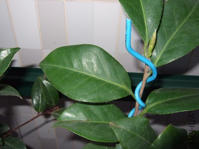 DSCF0444.JPG