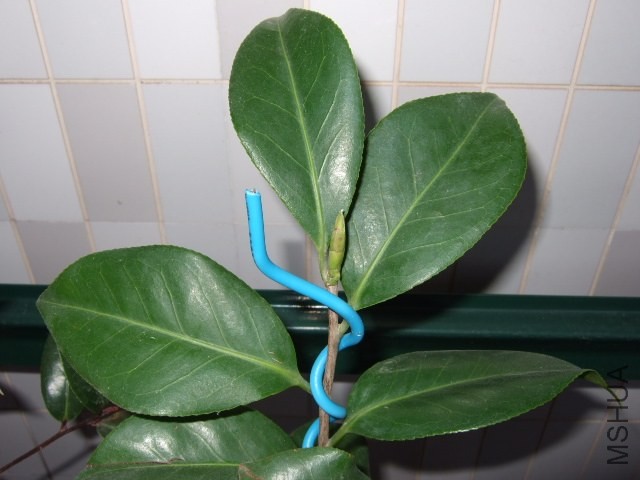 DSCF0445.JPG