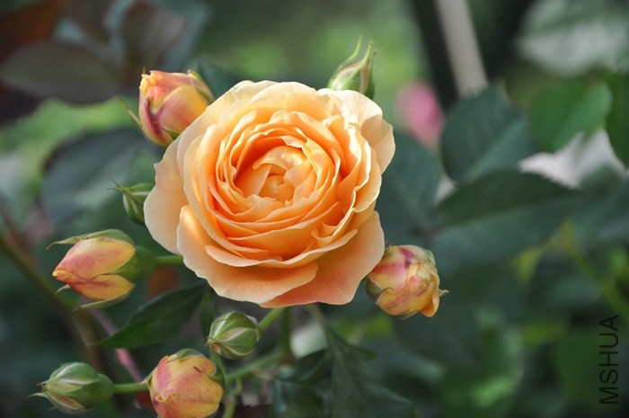 DSC_1395.jpg