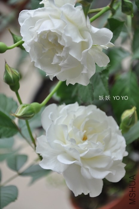 DSC_1303.jpg