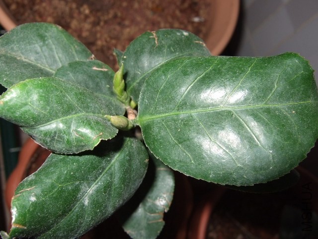 DSCF0447.JPG