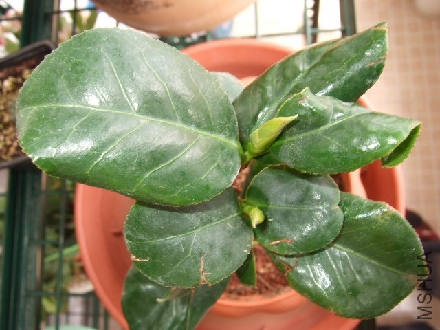 DSCF0474.JPG