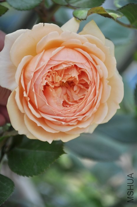 DSC_1392.JPG
