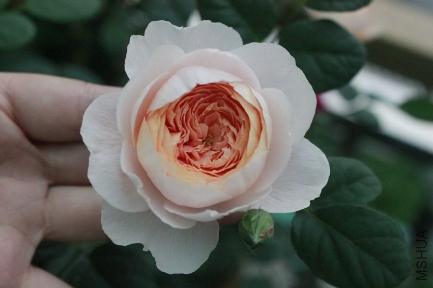 psb (37).jpg