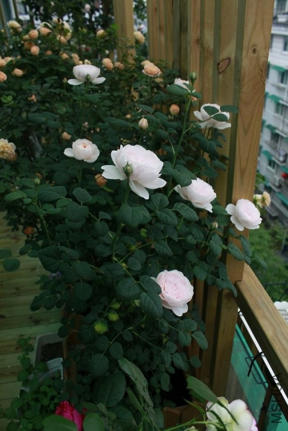 psb (23).jpg