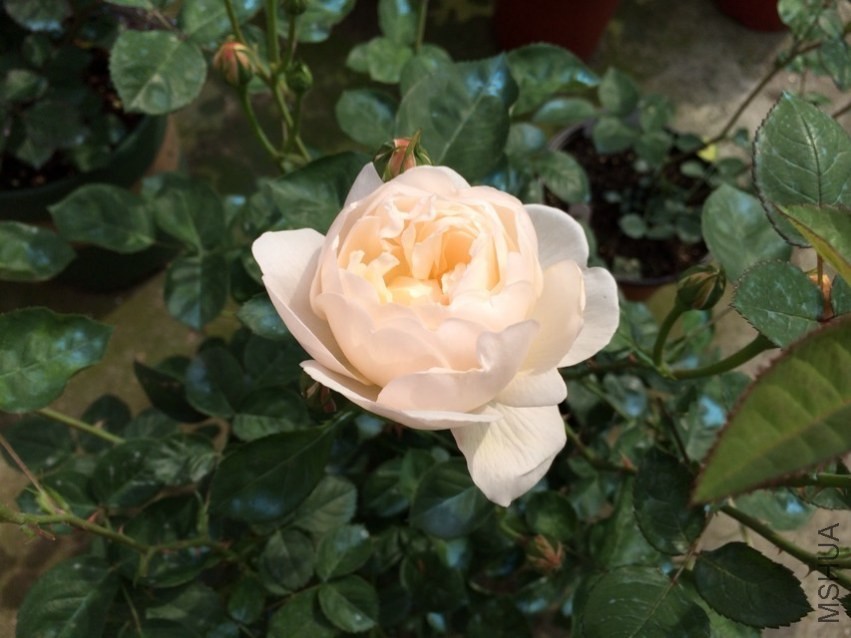 psb (7).jpg